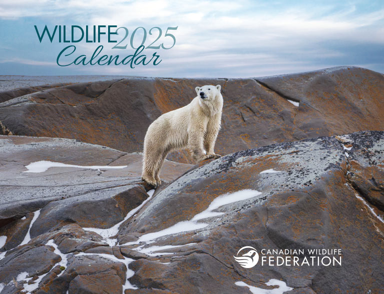 National Wildlife Federation Calendar 2024 Annie Tricia