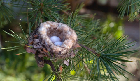 Nest in a pine tree made from lots of materials