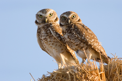 Burrowing Owl