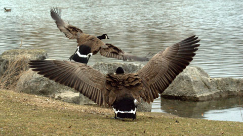 Canadian Geese taking flight