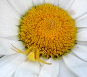 Goldenrod Spider 