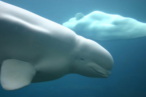 Beluga Whale