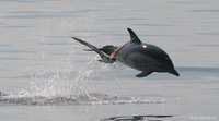 Porpoise and bird 200