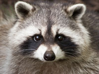 Raccoon