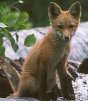 Red fox