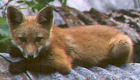 Red fox