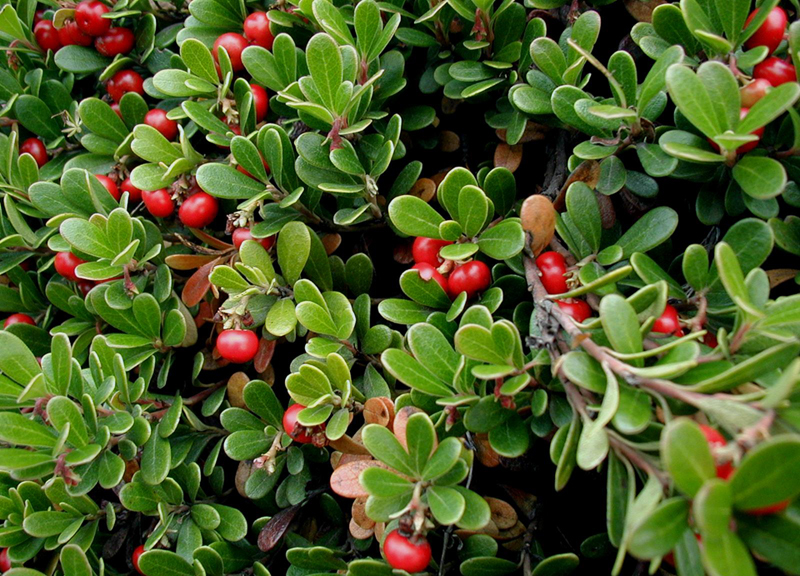 American Beauties Native Plants Arctostaphylos Massachusetts Hybrid White Flowers Evergreen Kinnickinnick, Bearberry 1-Size Container 