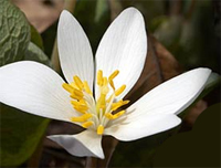 bloodroot