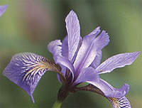 Blue Flag Iris 