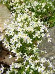 A sprawling mound of bluets.