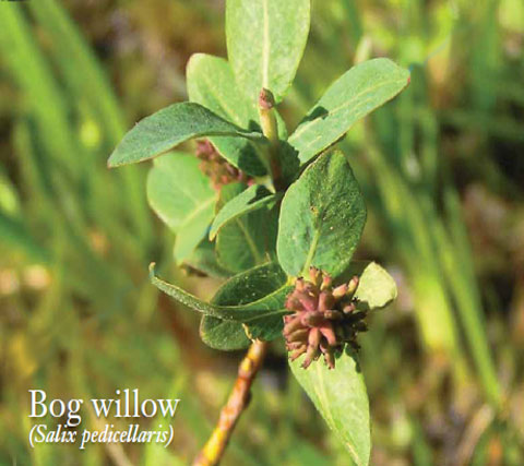 Bog Willow