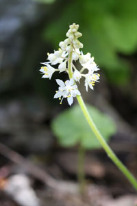 Close up of foamflower