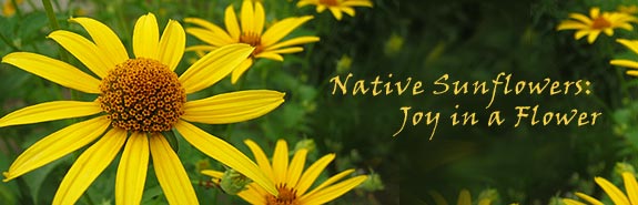 Banner with photo of a wild rose.