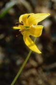 Image of a sunny yellow trout lily. Arlene Neilson