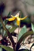 Image of a trout lily showing its pointy purplish leaves. Image by Arlene Neilson.