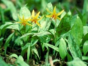 Image of trout lilies - Corel