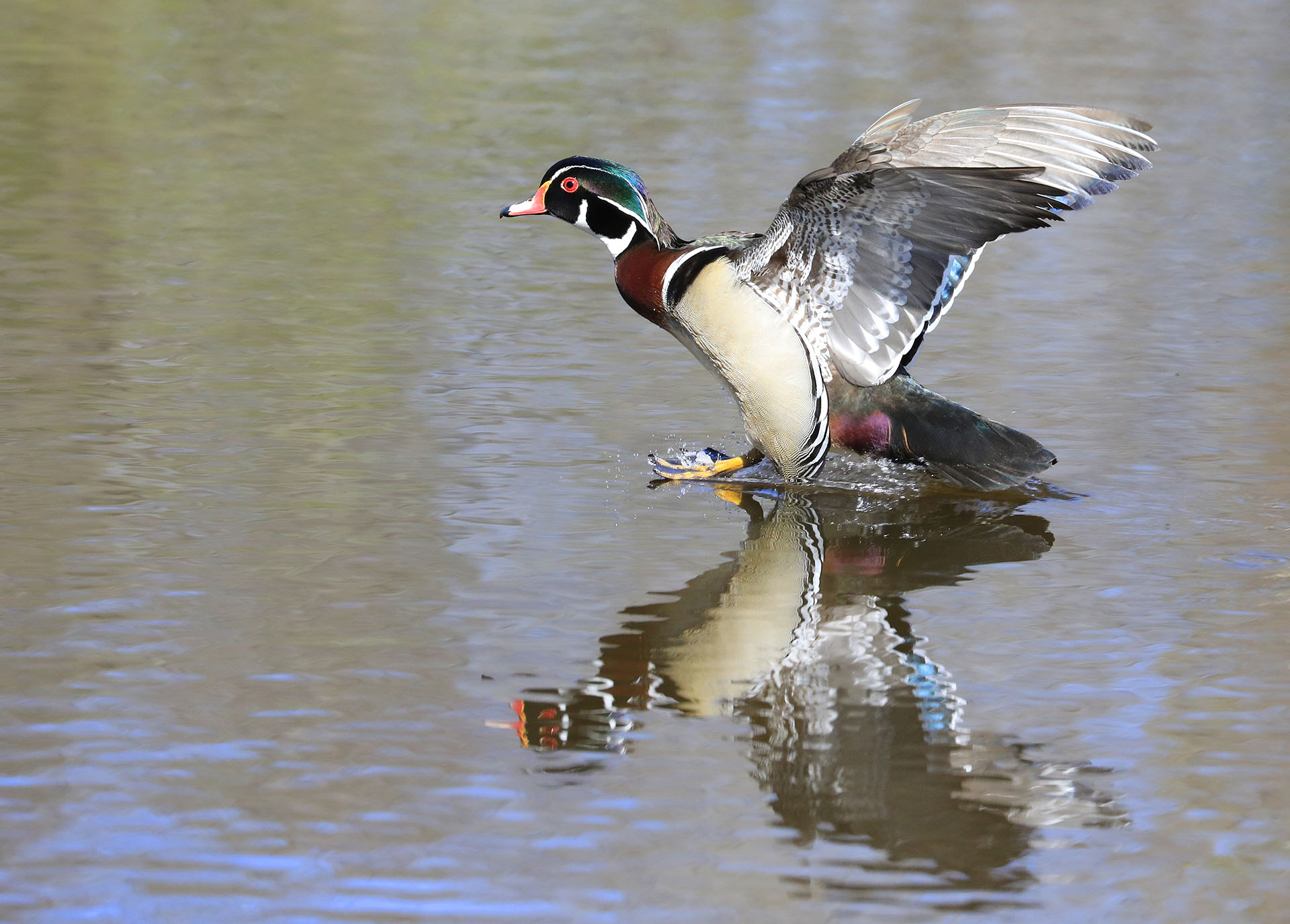 Red fox in grasslands