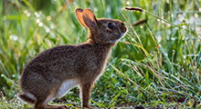 Federation Canadienne De La Faune Quelle Est La Difference Entre Un Lapin Et Un Lievre Federation Canadienne De La Faune Quelle Est La Difference Entre Un Lapin Et Un Lievre