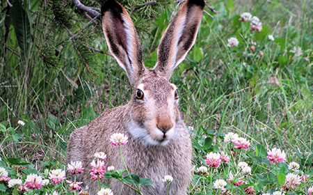 Federation Canadienne De La Faune Quelle Est La Difference Entre Un Lapin Et Un Lievre