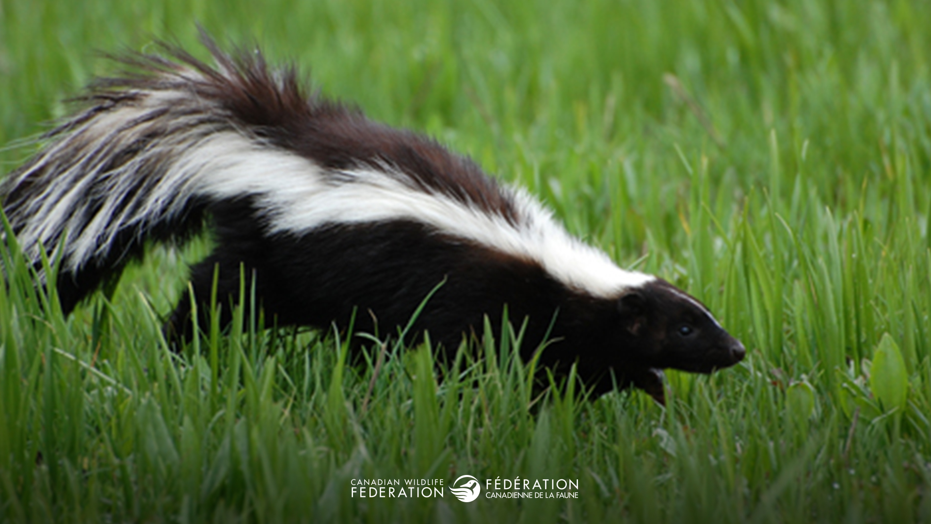 skunk in grass