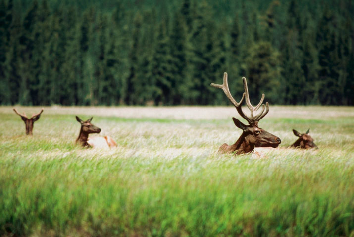 Wildlife Update December 2014 Antlers for Days Caribou