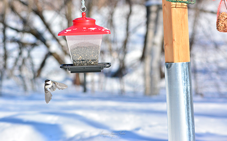 bird feeder in winter