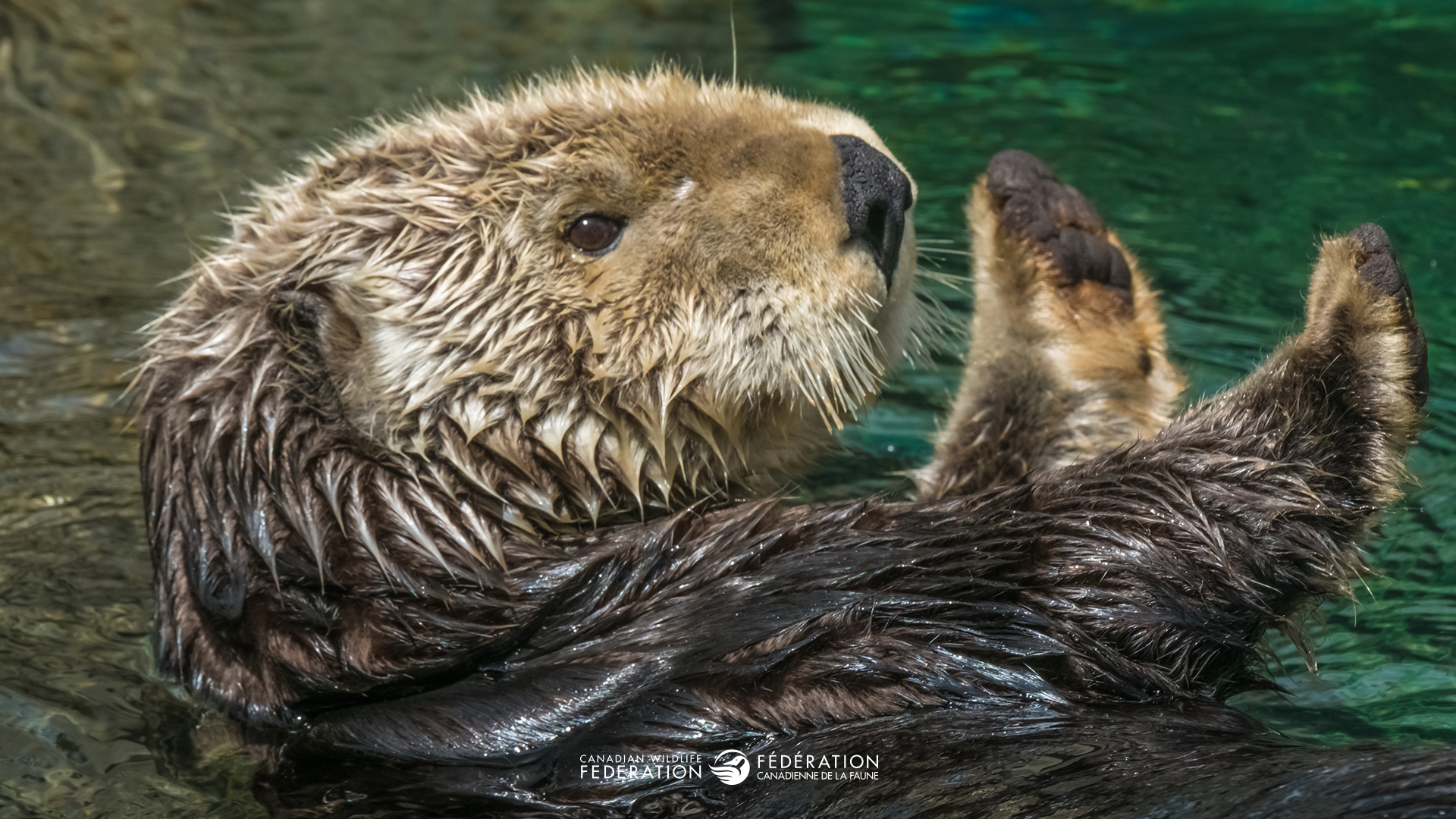 otter in the water with a raised paw