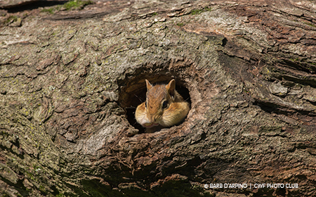 grey squirrel hibernation