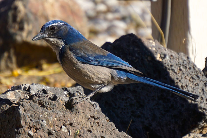 Scrub jay on a rock