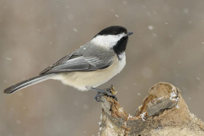 Black Capped Chickadee in winter. Photo by Daniel Dagenais