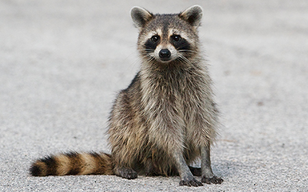 raccoon on street