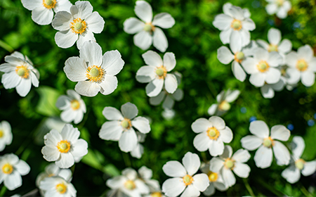 canada white anemone wildflower