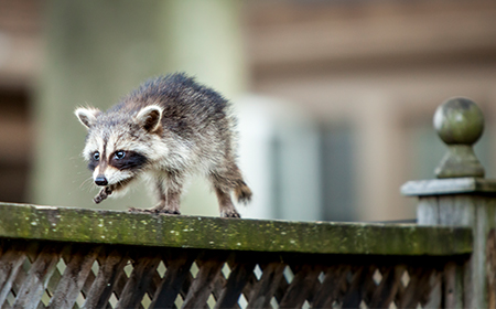 Federation Canadienne De La Faune J Ai Trouve Un Bebe Raton Laveur Tombe D Un Arbre Que Dois Je Faire