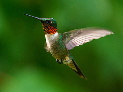 Canadian Wildlife Federation: Hummingbirds