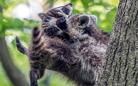 Federation Canadienne De La Faune J Ai Trouve Un Bebe Raton Laveur Tombe D Un Arbre Que Dois Je Faire