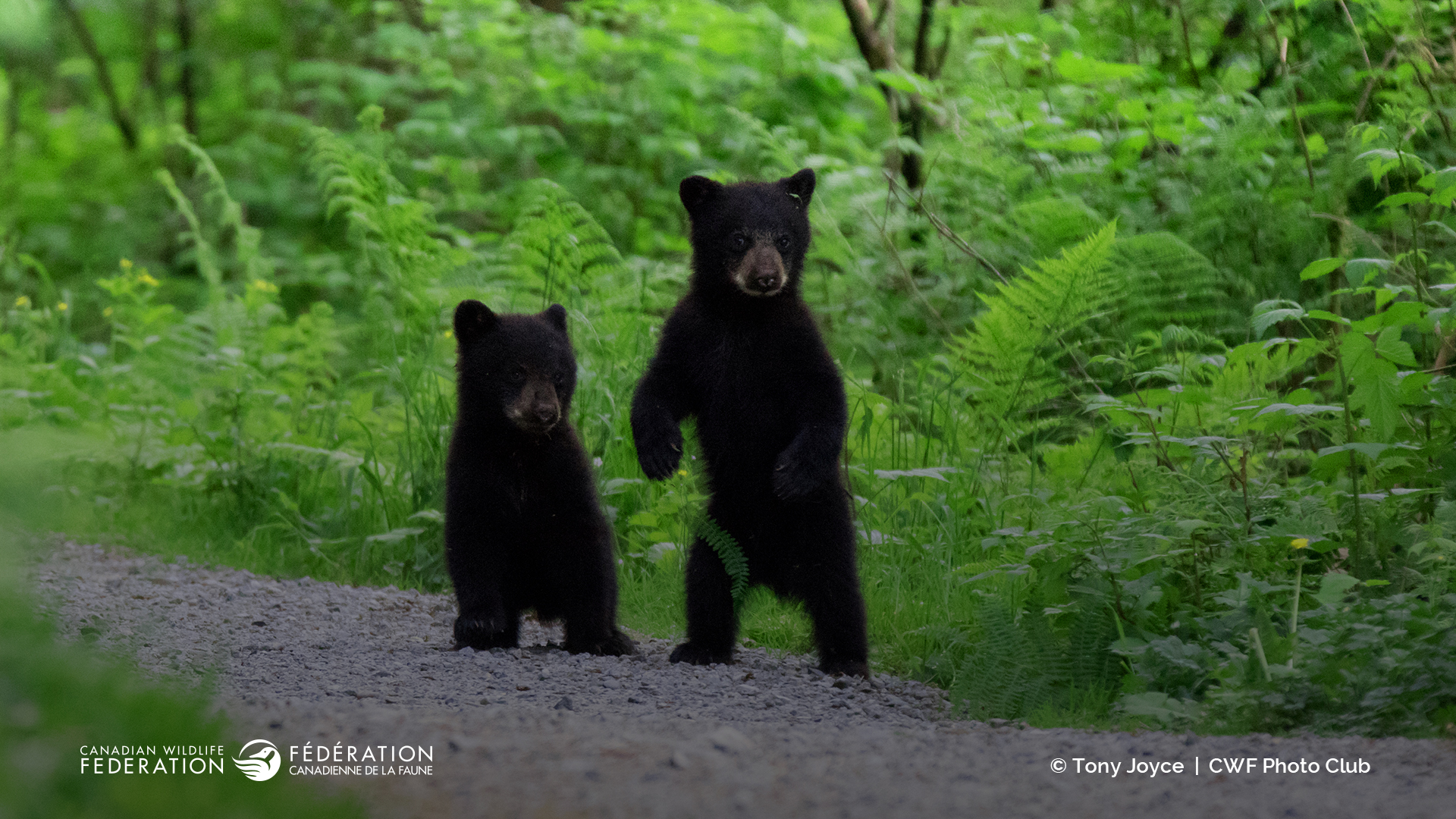 baby black bear