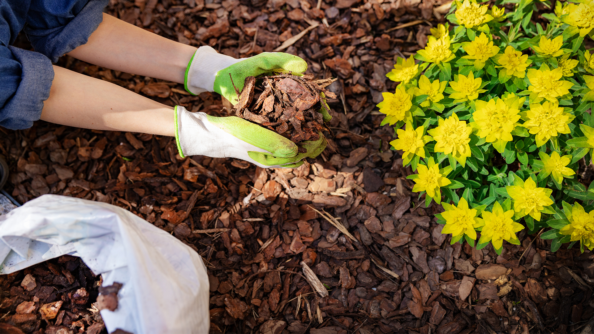 holding mulch while gardening