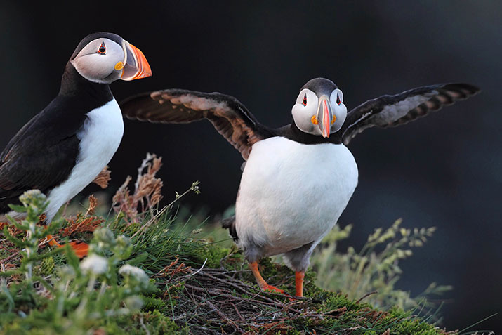 Two puffins