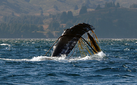 whale