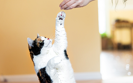 cat getting a treat