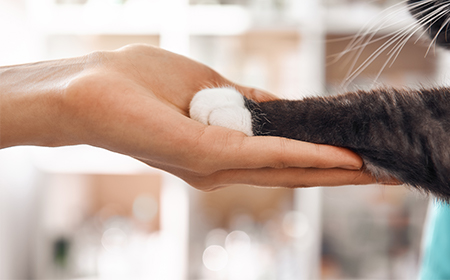 cat giving pae to human
