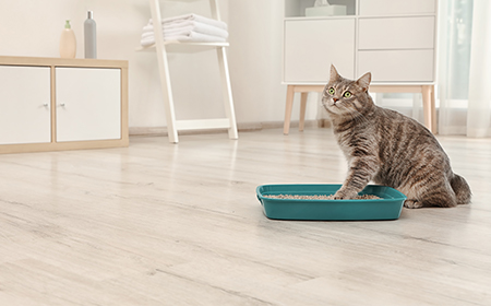 cat in litter box