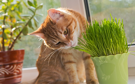 cat looking at grass