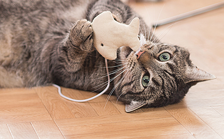 cat playing with toys