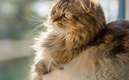 cat sitting on couch