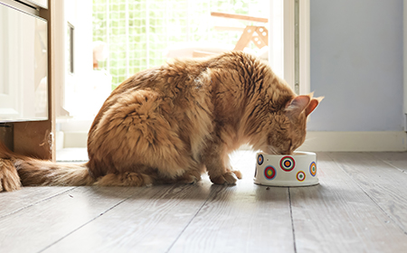 domestic cat eating from bowl