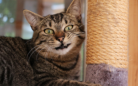 grey cat grimace