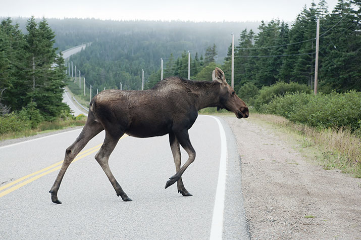 Canadian Wildlife Federation: What should I do if I see a moose while I ...