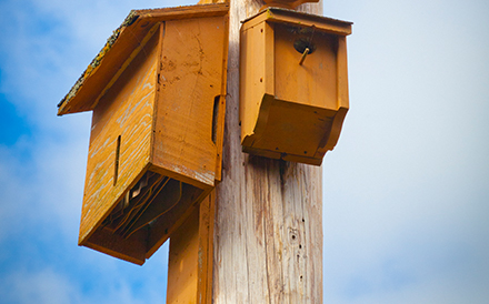 bat house