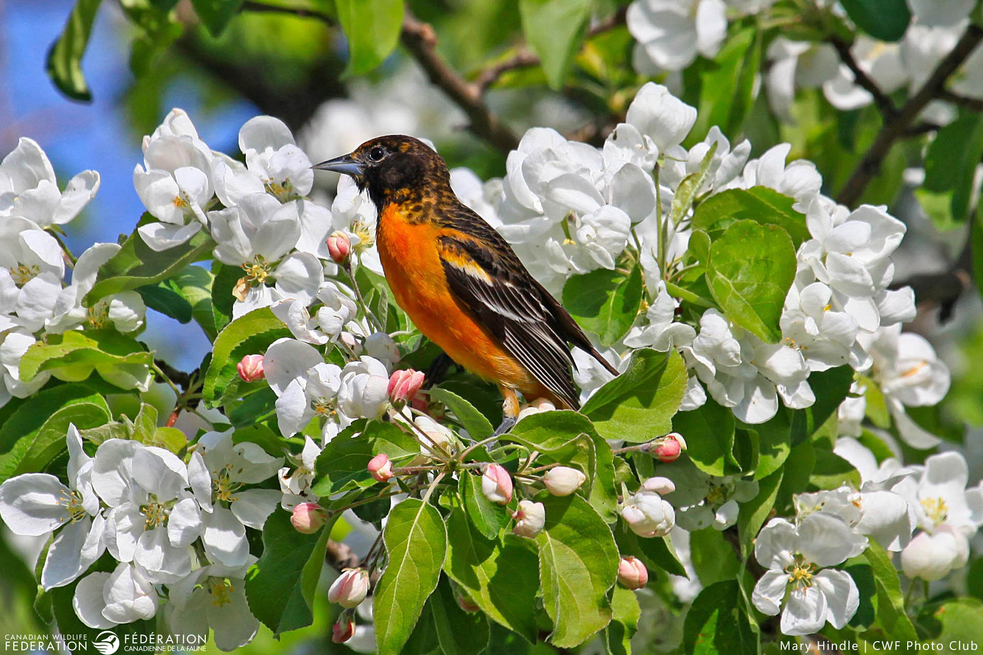 mary hindle ON baltimore oriole spring blossoms